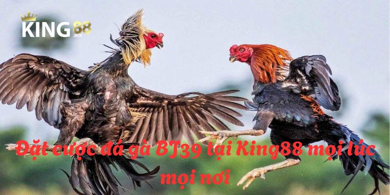 BJ39 đá gà tại King88 là điểm đến lý tưởng cho các hội viên