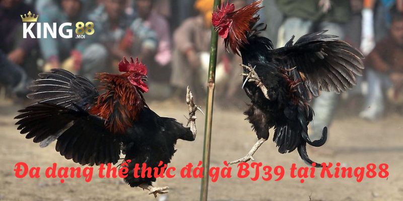 Đa dạng các thể thức đá gà giúp anh em có nhiều sự lựa chọn đặt cược