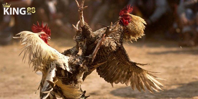 Đá gà King88 mang đến cho người chơi trải nghiệm cá cược dễ dàng