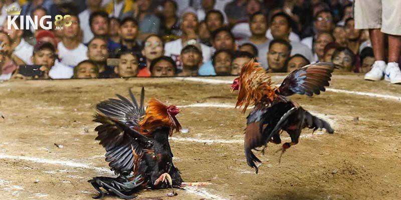 Sảnh cược đá gà King88 chúng tôi đã khẳng định vị thế trên thị trường cá cược