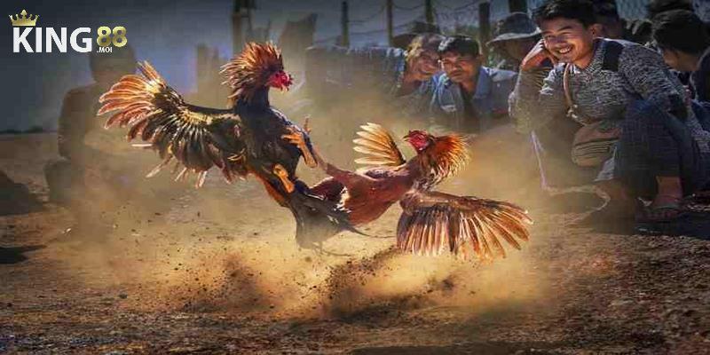 Thể loại đá gà nòi - loại hình thi đấu truyền thống